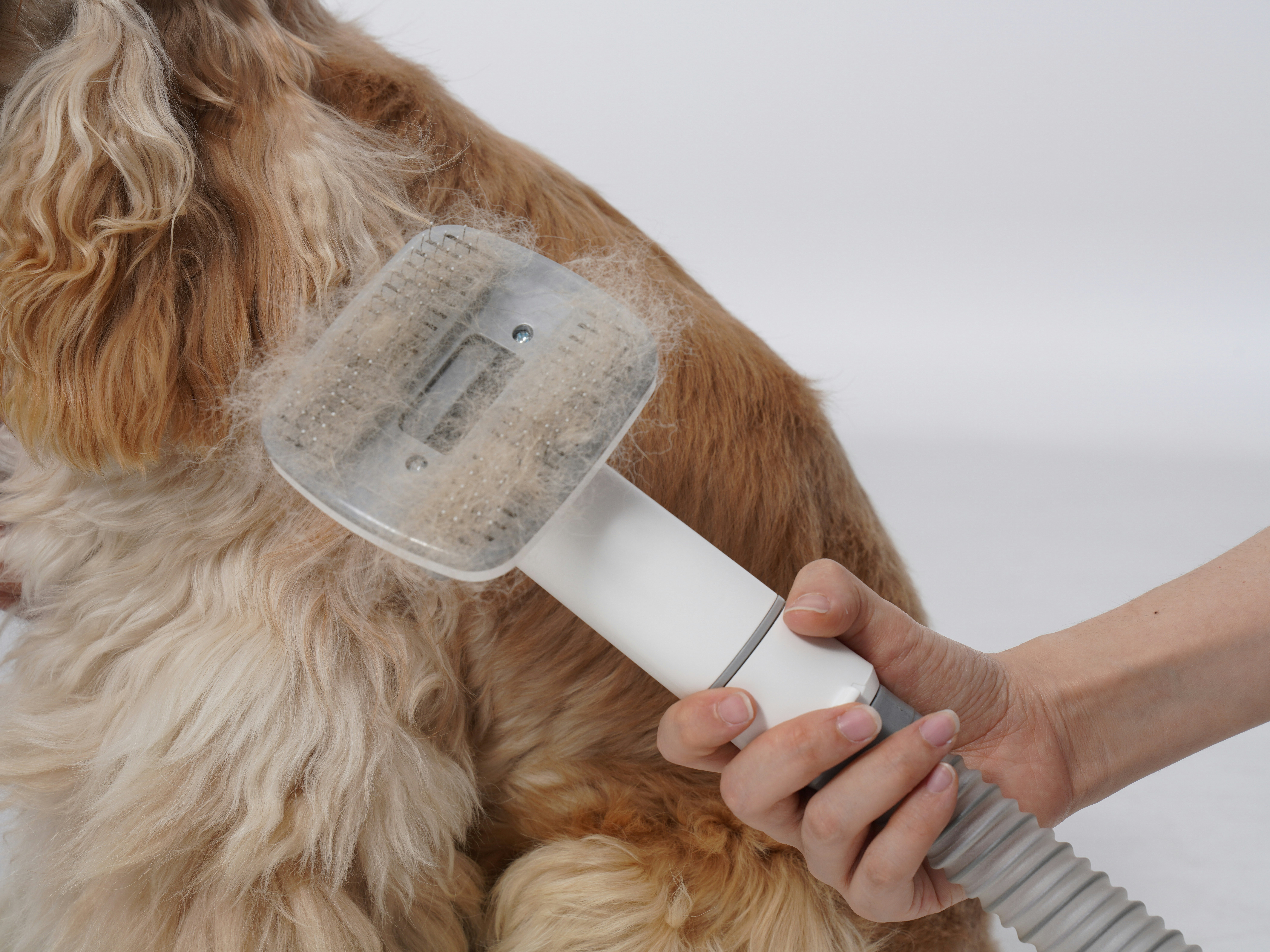How Pet Dander Affects Indoor Air Quality and What You Can Do About It